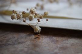 Dried flowers natural by Gaelle Le Boles