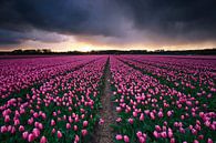 Tempête dans le champ de tulipes par Sven Broeckx Aperçu