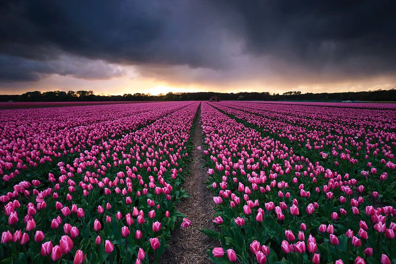 Tempête dans le champ de tulipes par Sven Broeckx