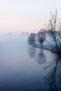 Saules de Pollard dans le brouillard du matin
