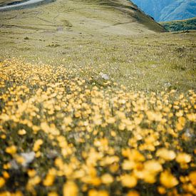 A sea of flowers leading to a beautiful monastery in the Caucasus mountains of Georgia by Milene van Arendonk