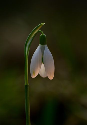 Sneeuwklokje het eerste bloemetje na de winterstop
