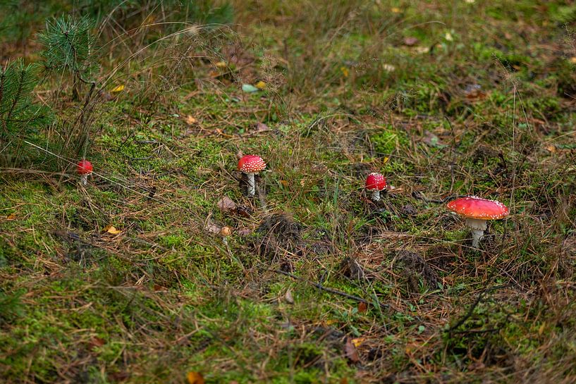 Heksenkring van gea strucks