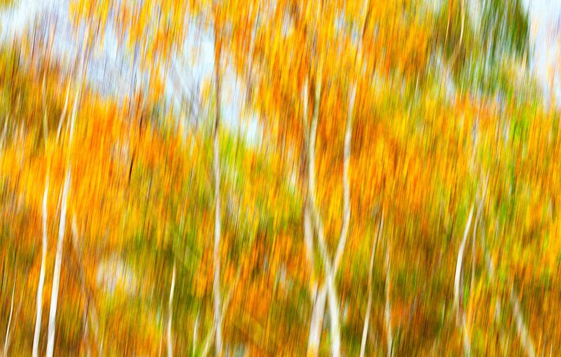 Heldere berkenbomen in de herfst van Thomas Jäger