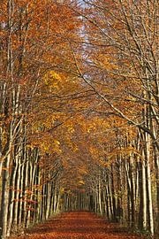 Autumn by Jeanine den Engelsman