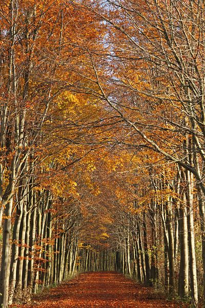 Automne par Jeanine den Engelsman