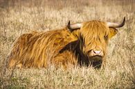 Schotse Hooglander liggend in het gras van Marco Leeggangers thumbnail