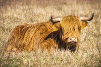 Schotse Hooglander liggend in het gras