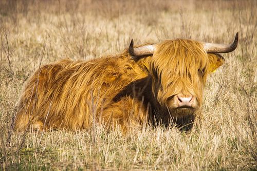 Highlander écossais couché dans l'herbe