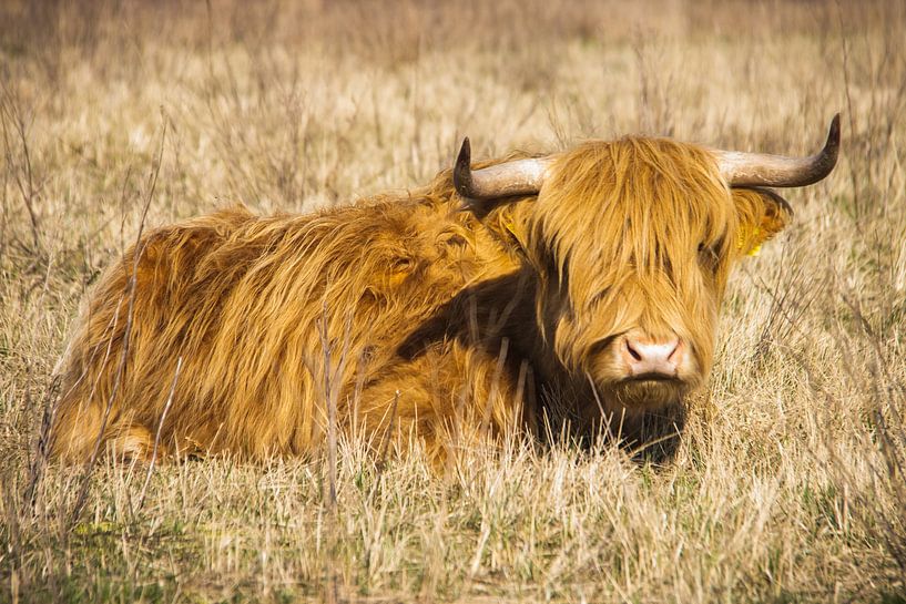 Schotse Hooglander liggend in het gras van Marco Leeggangers