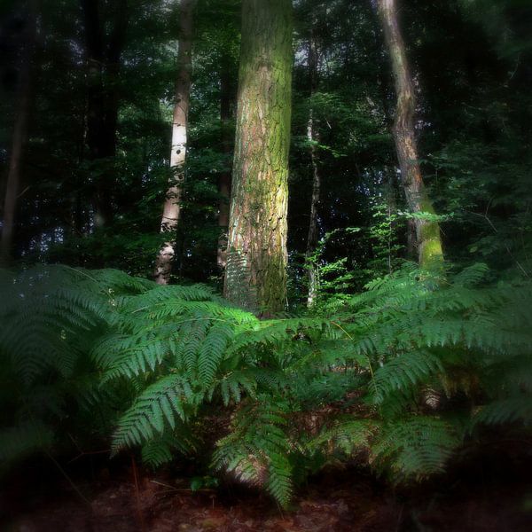 I am The Forest  van Sandra Akkerman