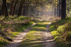Wald im Frühjahr