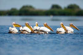Pelicans in the Danube Delta by Roland Brack