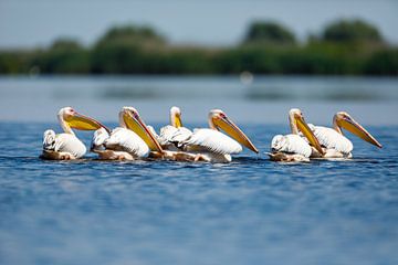 Pelikane im Donaudelta von Roland Brack