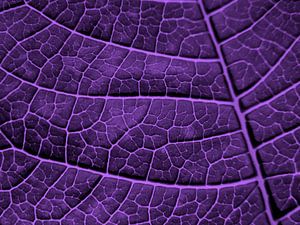 LEAF STRUCTURE ULTRAVIOLET sur Pia Schneider