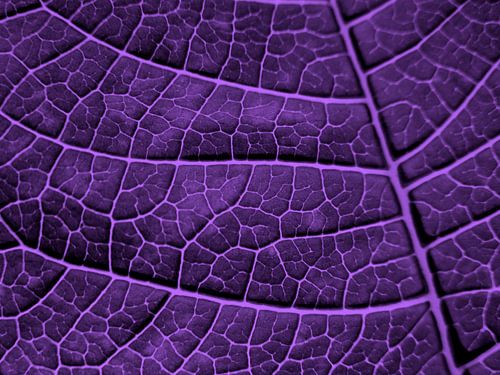 LEAF STRUCTURE ULTRAVIOLET