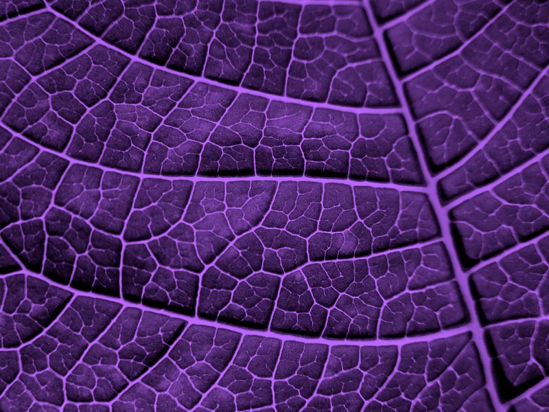 LEAF STRUCTURE ULTRAVIOLET von Pia Schneider