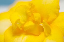 Yellow freesia in soft light