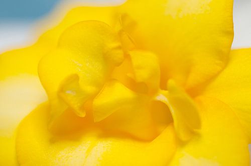 Gele freesia in zacht licht