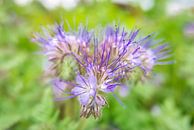 Abstracte paarse bloemenstralen van Hans Kwaspen thumbnail