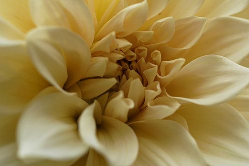 Schöne gelbe Dahlie.