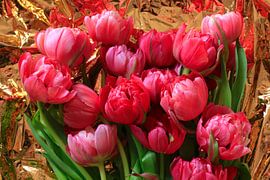 Filled tulips