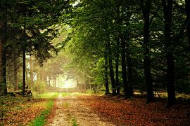 Jaune, rouge et vert sur Frank Tauran