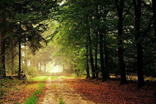 Yellow, Red and Green