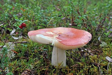 Zweden natuur paddenstoel 4 van Marieke EWA