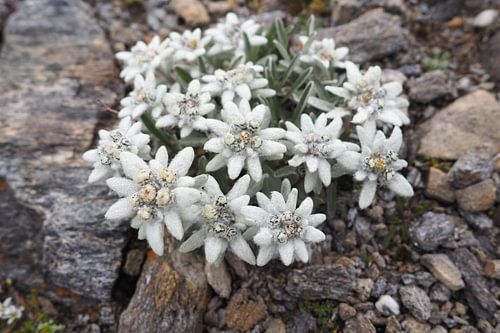 Edelweiss, flora en fauna van de Alpen - fascinerende natuurfotografie uit de bergen.