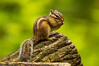 A ground squirrel 4