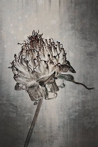 Cosmea - Cosmos bipinnatus