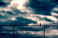 Taube auf einem Zaun. von Ramon Mosterd Miniaturansicht