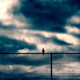 Pigeon on a fence. by Ramon Mosterd