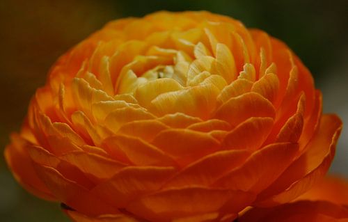 Oranje pioenroos