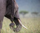 Dreaming elephant by Sharing Wildlife thumbnail
