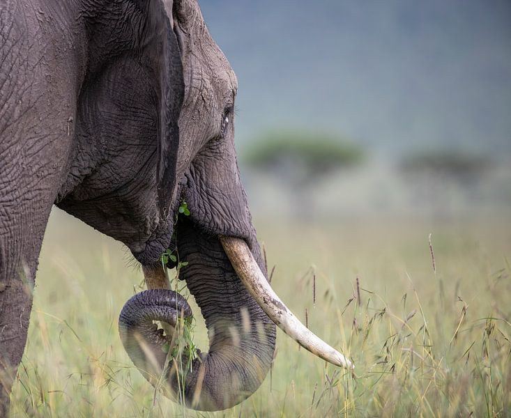 Dromende olifant van Sharing Wildlife