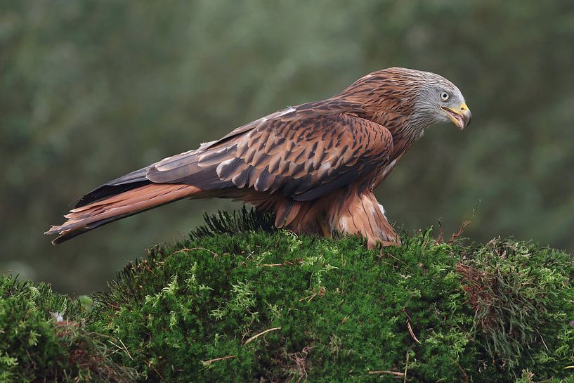 Rotmilan (Milvus milvus) von Ronald Pol