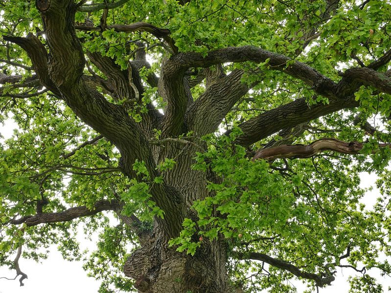 A view of an old gnarled oak by Wim vd Neut