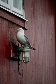 Gull on a lantern in a Norwegian fishing village by angelo adriaenssens