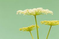 Aqua macro bij Silvretta
