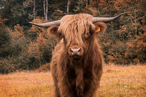 Highlander écossais