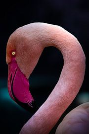 Rosafarbene Eleganz von Judy Pietuszko