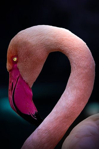 Rosafarbene Eleganz
