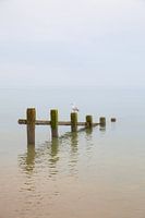 Zee en stand bij Pevensey Bay met zeemeeuw op houten palen in de United-Kingdom