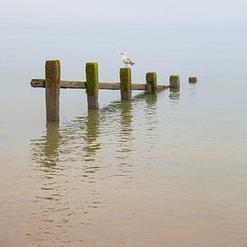 Zee en stand bij Pevensey Bay met zeemeeuw op houten palen in de United-Kingdom van Angeline Dobber