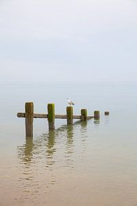 Zee en stand bij Pevensey Bay met zeemeeuw op houten palen in de United-Kingdom