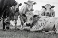 A herd with bull and cows at the Belgium countryside