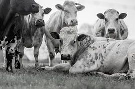 A herd with bull and cows at the Belgium countryside by John Quendag