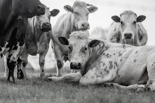 Een kudde koeien met stier in de Ardennen in Belgie
